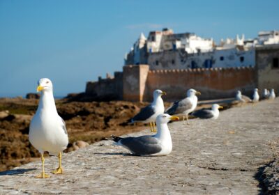 Essaouira Day Trip from Agadir