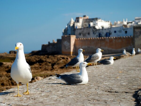 Essaouira Day Trip from Agadir