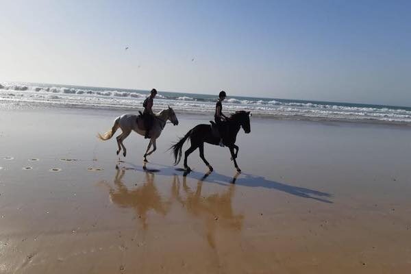 Horseback Riding in Agadir: Eucalyptus Forest & Flamingos