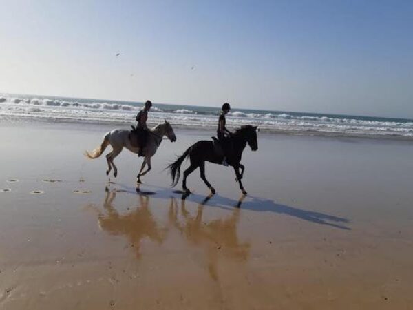 Horseback Riding in Agadir: Eucalyptus Forest & Flamingos